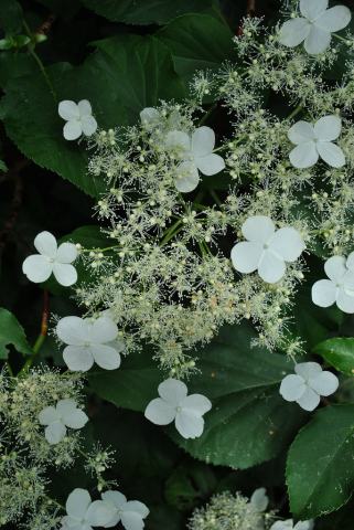 Foto van Klimhortensia