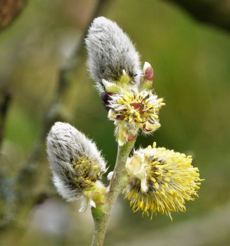 Foto van Grauwe wilg