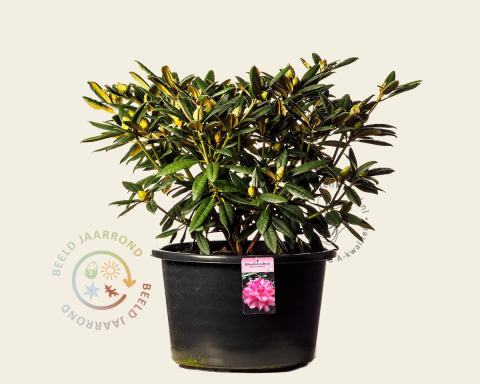 Foto van Rododendron ‘Hydon Hunter’