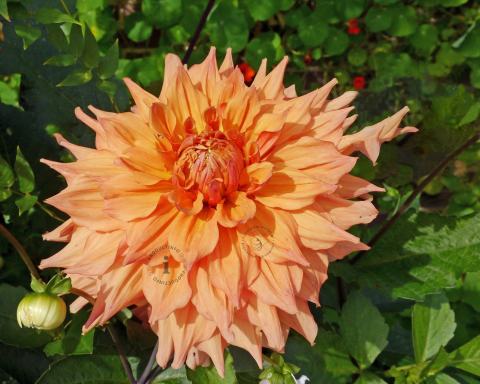 Foto van Dahlia ‘Tyrell’