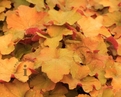 Foto van Purperklokje ‘Caramel’