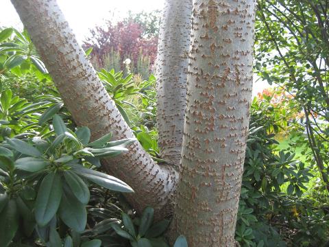 Foto van Populus 'Nivea'