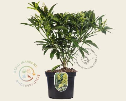 Foto van Skimmia (Mannelijk) ‘Kew Green’