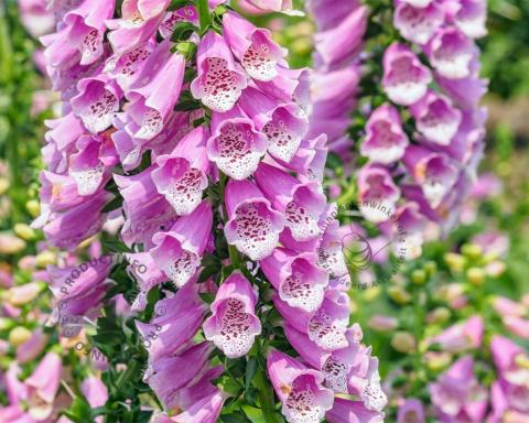 Foto van Vingerhoedskruid ‘Gloxiniiflora’