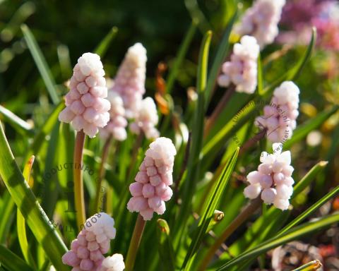 Foto van Druifhyacint ‘Pink Sunrise’