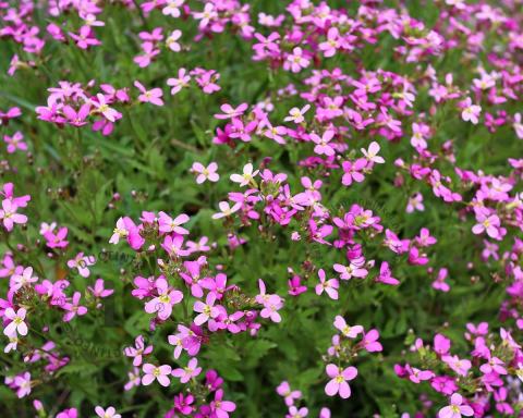 Foto van Rijtebrij ‘Rosea’