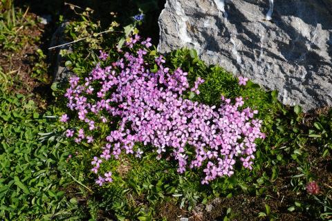 Foto van Stengelloze silene