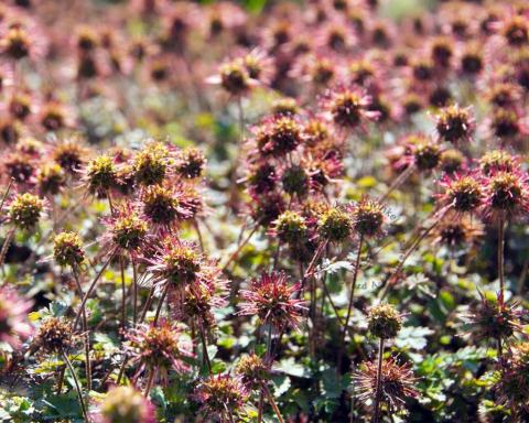 Foto van Stekelnootje ‘Kupferteppich’