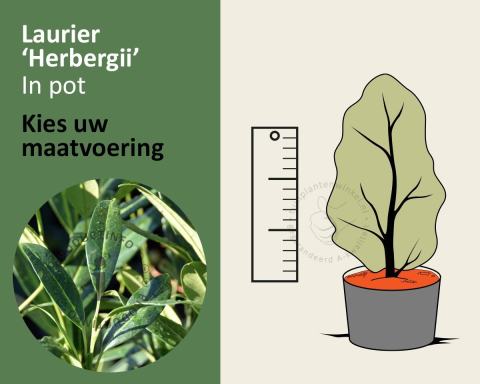 Foto van Laurierkers ‘Herbergii’