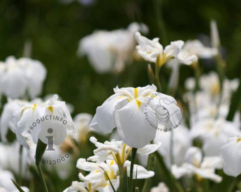 Foto van Japanse iris ‘Apollo’