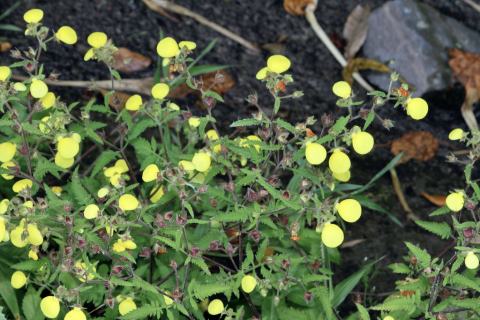 Foto van Tuinpantoffelplant