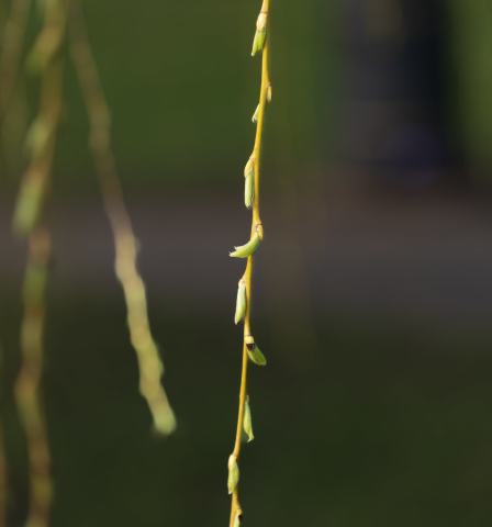 Foto van Chinese treurwilg