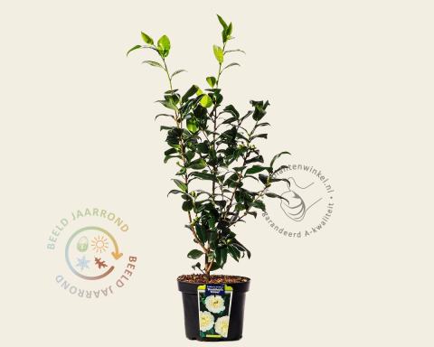 Foto van Camelia ‘Brushfield's Yellow’
