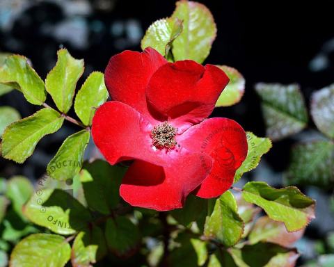 Foto van Bodembedekkende of miniatuur roos ‘Archimedes’