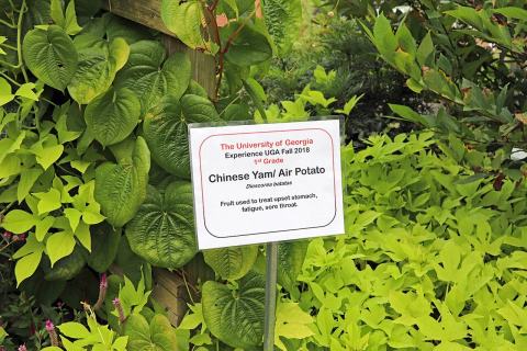Foto van Chinese yam
