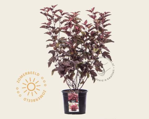 Foto van Blaasspirea ‘Little Angel’