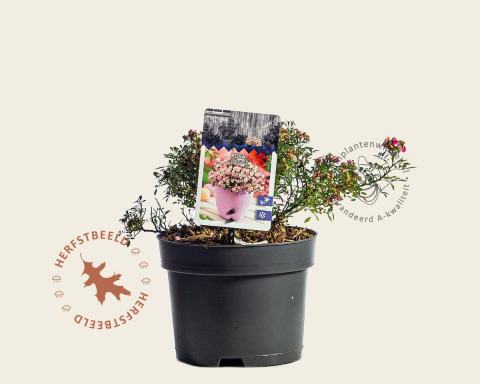 Foto van Bodembedekkende of miniatuur roos ‘Cutie Pie’