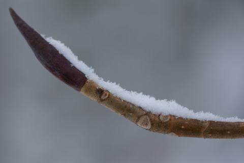 Foto van Westerse magnolia
