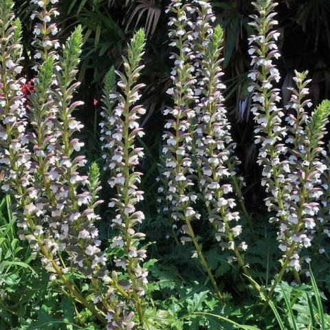 Foto van Acanthus 'Summer Beauty'
