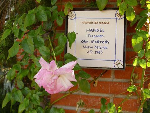 Foto van Klimroos ‘Händel’