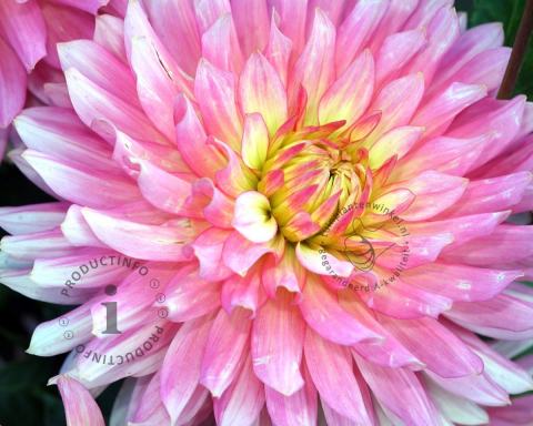 Foto van Dahlia ‘Extase’