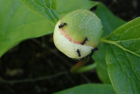 Foto van Wittmans pioen