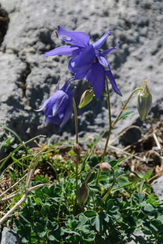 Foto van Pyrenese akelei