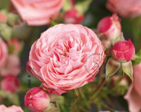 Foto van Grootbloemige trosroos ‘Rose Meilove’