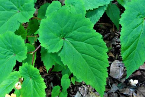 Foto van Afrikaanse knolbegonia