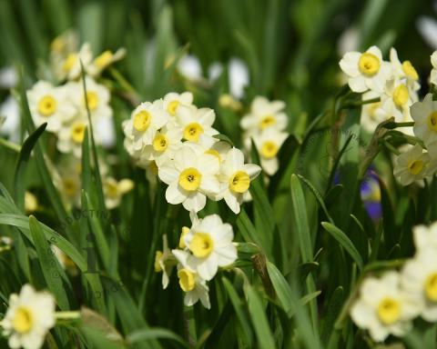 Foto van Narcis ‘Minnow’