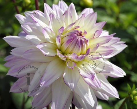 Foto van Dahlia ‘Crazy Love’