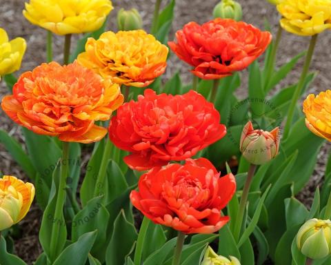 Foto van Tulp ‘Sunlover’
