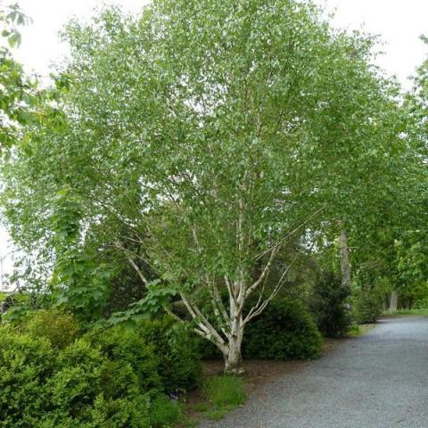 Foto van Betula 'var. jacquemontii'