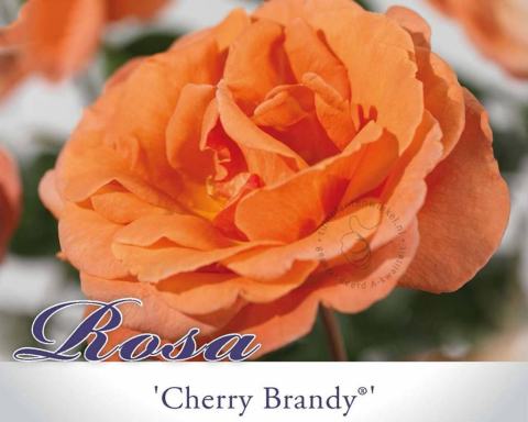 Foto van Grootbloemige roos ‘Cherry Brandy’