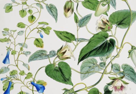 Foto van Blaaslobelia