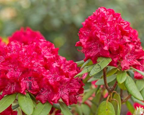 Foto van Rododendron ‘Markeeta's Prize’