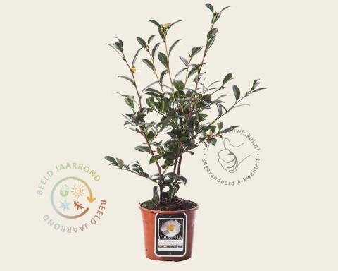 Foto van Herfstcamellia ‘Hino de Gumo’
