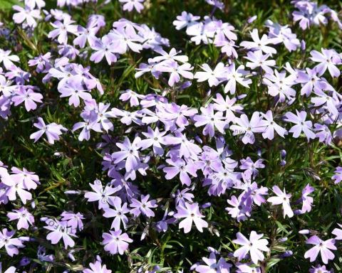 Foto van Vlambloem ‘Emerald Cushion Blue’