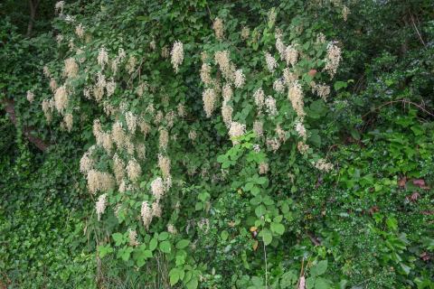 Foto van Pluimspirea