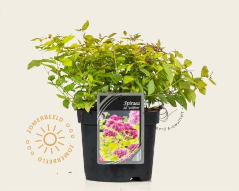 Foto van Spirea ‘Goldflame’