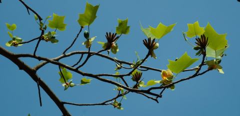 Foto van Chinese tulpenboom