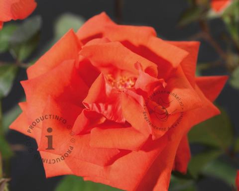 Foto van Grootbloemige roos ‘Ramona’