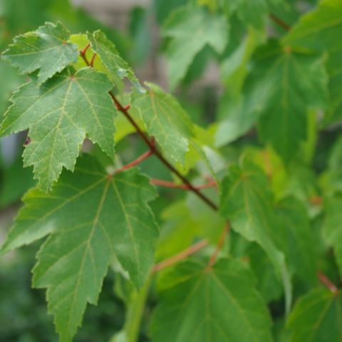 Foto van Acer 'Bowhall'