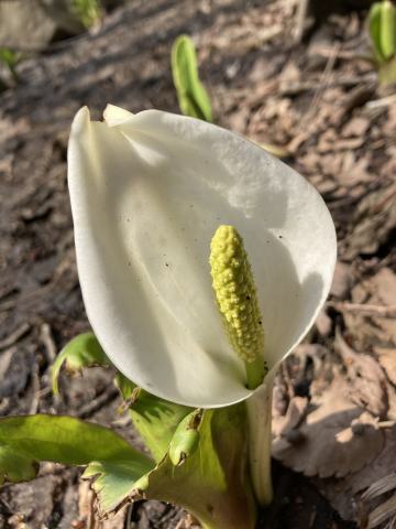 Foto van Witte moeraslantaarn