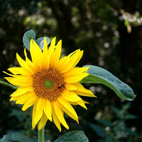Foto van Zonnebloem