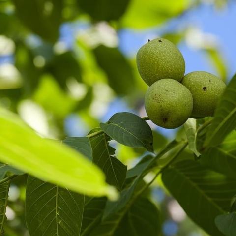 Foto van Juglans 'Carpathian'