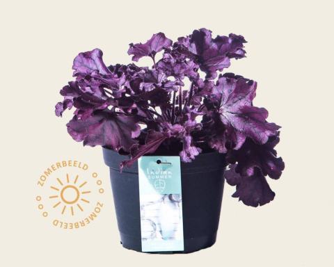 Foto van Purperklokje ‘Forever Purple’