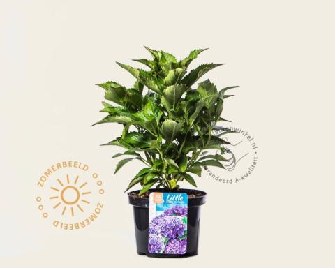Foto van Boerenhortensia ‘Little Purple’