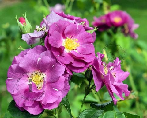 Foto van Klimroos ‘Rhapsody in Blue’