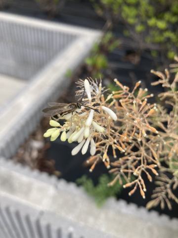 Foto van Pluimpapaver